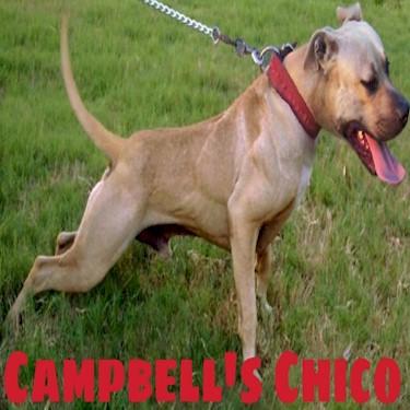 Campbells Chico Pit Bull.jpg